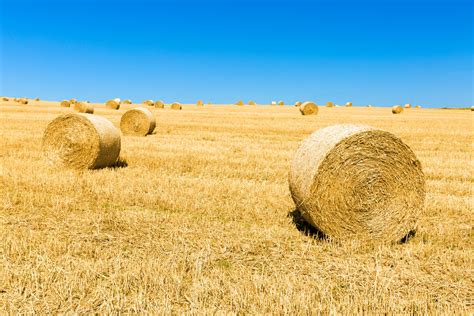 Straw Bales And Blue Sky Free Stock Photo - Public Domain Pictures