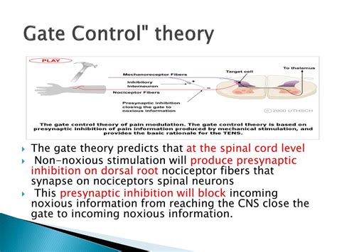 PPT - Dr Abdulrahman Alhowikan Collage of medicine Physiology Dep. PowerPoint Presentation - ID ...