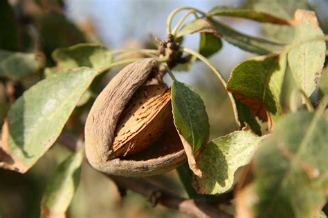 Almond Tree · Free Stock Photo