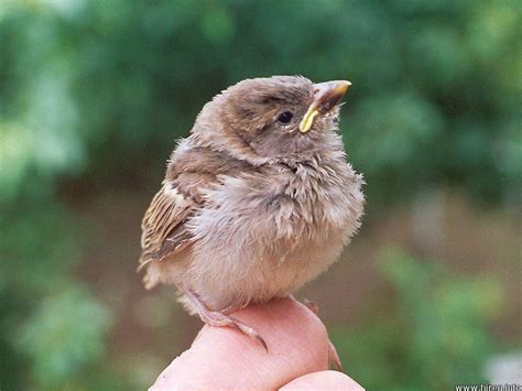 That cute baby bird that you found and decided to bring inside does NOT ...