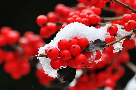 snow covered holly - Google Search | Winter plants, Winterberry, Holly tree