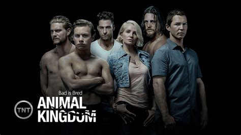 Animal Kingdom - Today Tv Series