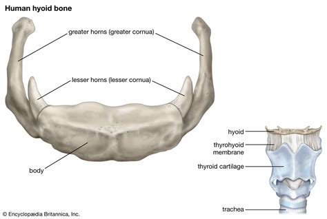 Hyoid bone | Description, Anatomy, & Function | Britannica