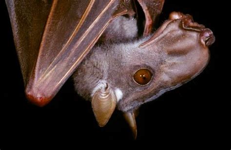 Hammerhead Bat from Africa – Critter Science