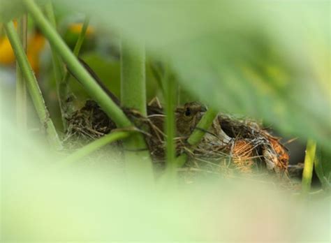 Julie Zickefoose on Blogspot: Indigo Bunting Nest, Part Two