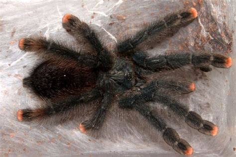 Keeping and Caring for Pink Toe Tarantulas as Pets