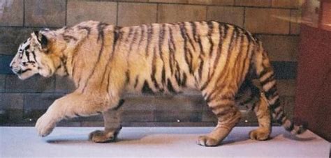 Hybrids Between Tiger Subspecies- Manchurian Tiger and Bengal Tiger | Hybrid Animals | Pinterest ...