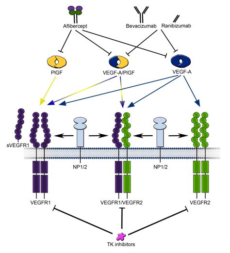 Anti-Angiogenic Therapy - anbition