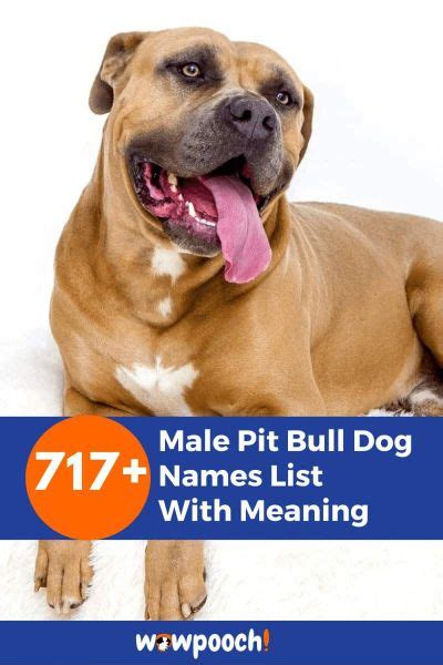 Top 717+ Best Male Pit Bull Dog Names List With Meaning - WowPooch