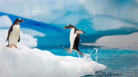 Antarctica Itinerary (11D) | Antarctica Cruises