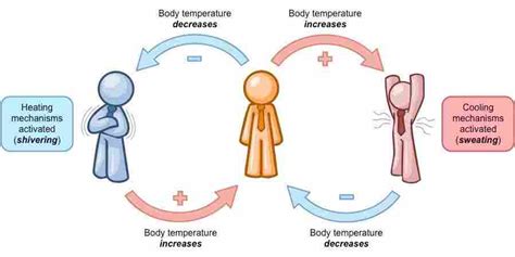 Negative feedback mechanism in homeostasis