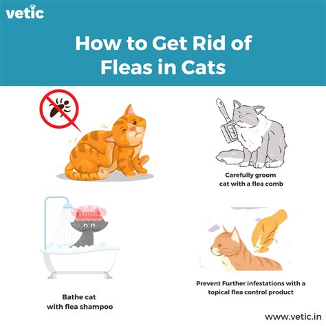 How to Get Rid of Fleas? The Right Cat Flea Treatment!