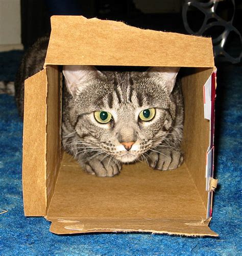 8 Ways To Turn A Box Into A The Ultimate Cat Gift