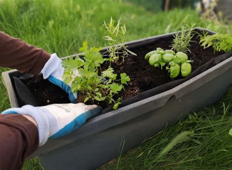 Plant Spacing Chart for Vegetables, Fruits, Flowers, Herbs and ...