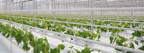 Niagrow Greenhouse Heating Systems | Commercial Greenhouse Structures | Systems Design | GGS