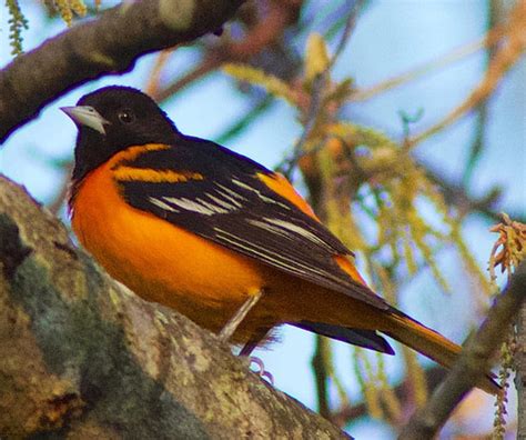 Maryland State Bird | Baltimore Oriole