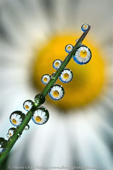 Beautiful Macro Photographs of Insects and Flower Refractions in Dew Drops