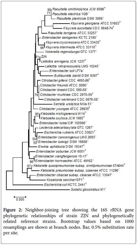 Enterobacter Aerogenes Morphology