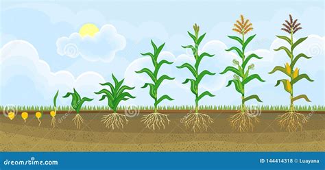 Life Cycle of Corn or Maize Plant. Growth Stages from Seeding To Flowering and Fruiting Plant ...