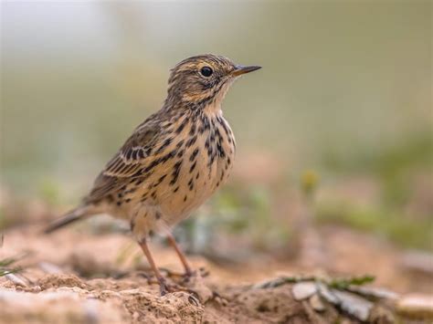 Meadow Pipit Bird Facts (Anthus pratensis) | Birdfact