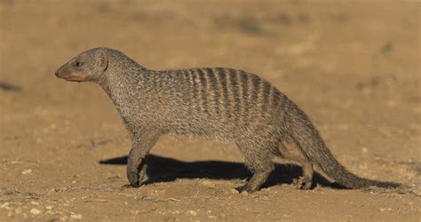 Banded Mongoose - Mammals - South Africa