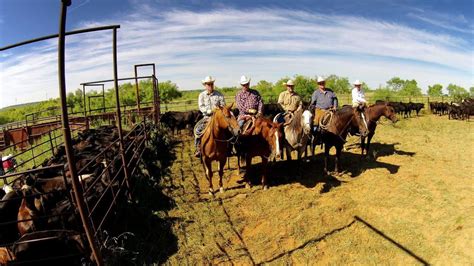 CATTLE ROUNDUP 2015 OLNEY, TEXAS - YouTube