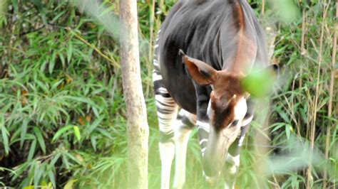 Okapi's amusing way of eating - YouTube