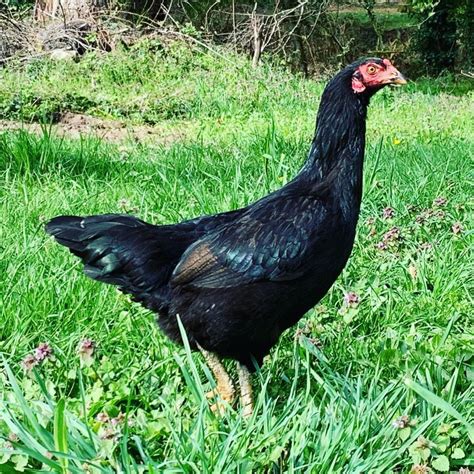 Malay Chicken Breed Info - Chicken & Chicks Info