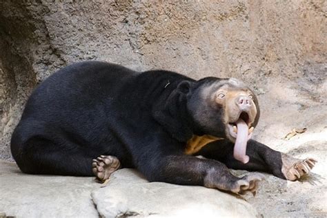 55 Pictures of Animals Showing Their Tongue - Tail and Fur