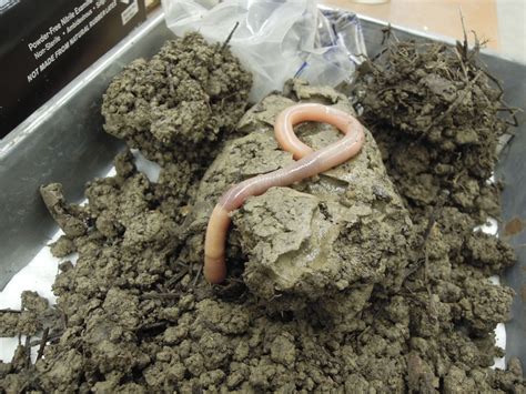 Giant Palouse Earthworm (Driloleirus americanus) | Idaho Fish and Game