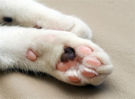 5 choses à savoir sur les pattes du chat - Yummypets