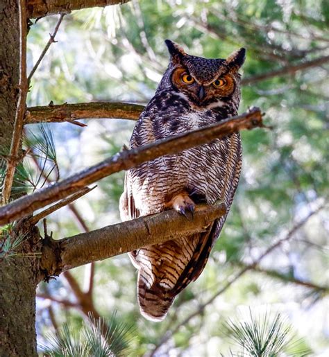 Take 5: Great Horned Owls | Mass Audubon – Your Great Outdoors