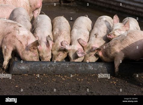 Farm pigs trough uk hi-res stock photography and images - Alamy