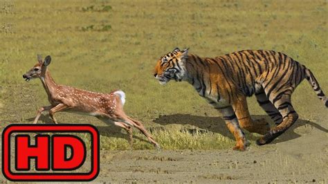 TIGRE VS | VENADO Ciervo de Bebé Intentar Escapar De la Caza del Tigre Pero no - YouTube