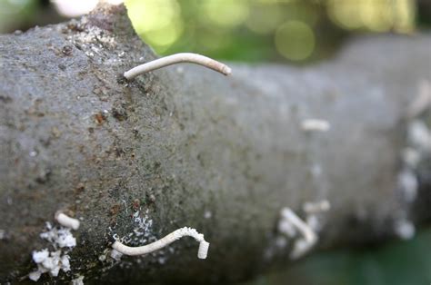 Asian Ambrosia Beetle – Control | Walter Reeves: The Georgia Gardener