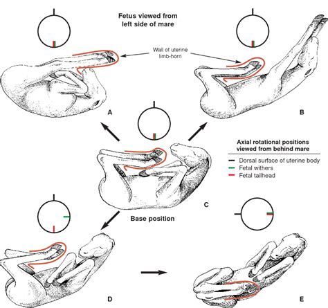 Pin on Horse Breeding & Conformation