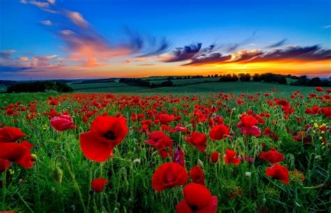 Sunset poppy field - Fields & Nature Background Wallpapers on Desktop ...