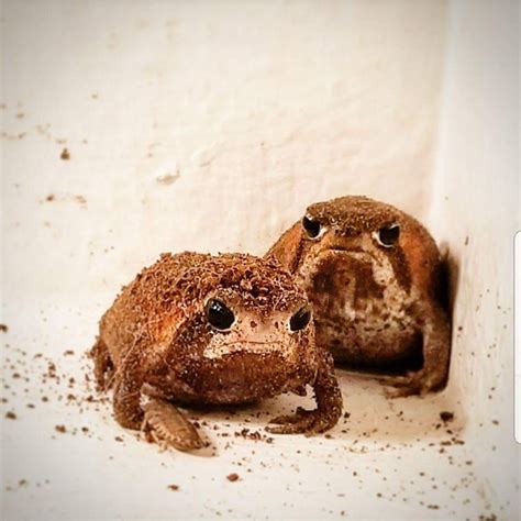 Mozambique rain frogs are sulky | MLTSHP