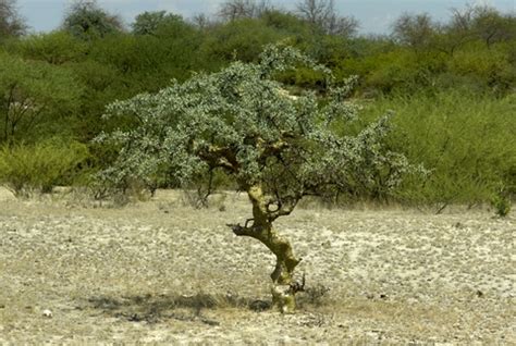 Myrrh Essential Oil - Commiphora myrrha