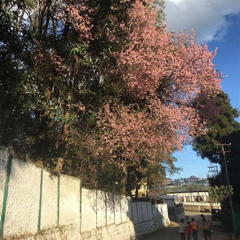 Shillong turns pink with cherry blossoms. See beautiful photos - India Today