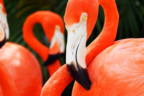 American Flamingos Closup Portrait Great Inagua Island The Bahamas Stock Photo - Download Image ...