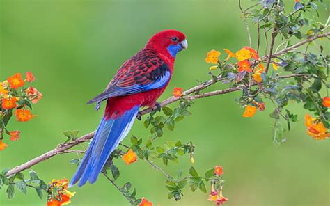 HD wallpaper: parrot, colorful, animals, New Zealand, kea, birds, feathers | Wallpaper Flare
