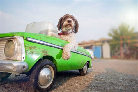 457,200+ Funny Dogs Stock Photos, Pictures & Royalty-Free Images - iStock