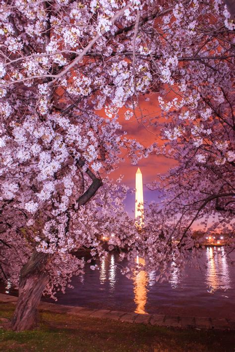 How to Photograph Cherry Blossoms at Night — Lincoln Photography