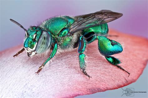 Orchid Bee - Euglossa dilemma | Bee, Insects, Beautiful bugs