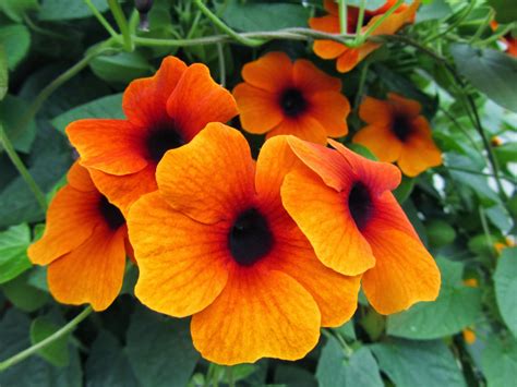 Four Hills of Squash: Thunbergia Alata "Orange Beauty"