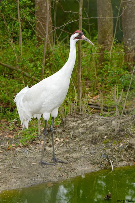 Whooping Crane Page