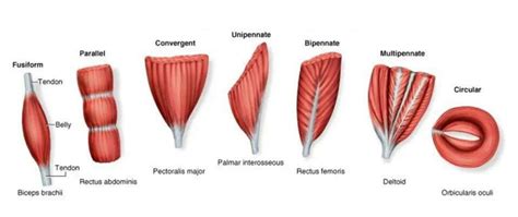 Image result for pennate | Muscle tissue, Muscle, Massage therapy