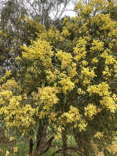 Know Your Park Lands Plants: Golden Wattle — Adelaide Park Lands Association