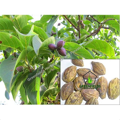 Bhilwa Medicinal Seeds Semecarpus Anacardium Dry Place at Best Price in Jabalpur | Greenfields ...